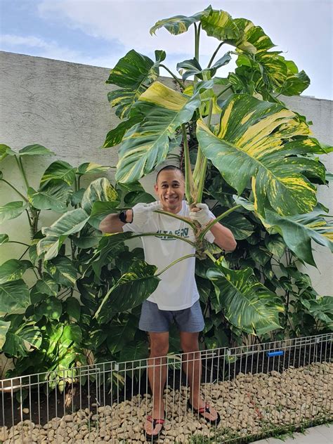 Parañaque hobbyist grows giant golden pothos in his flourishing .